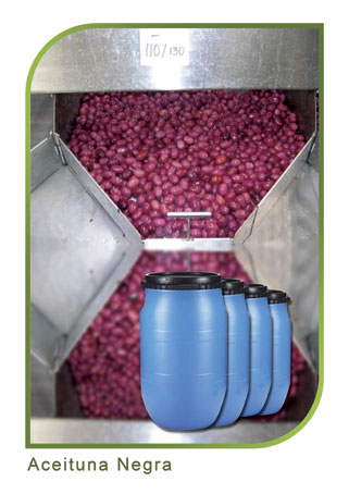 aceituna